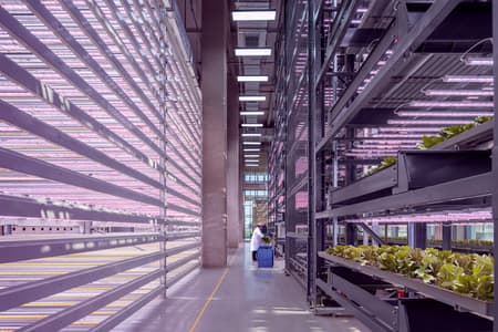 Vertical Farm Hengshui